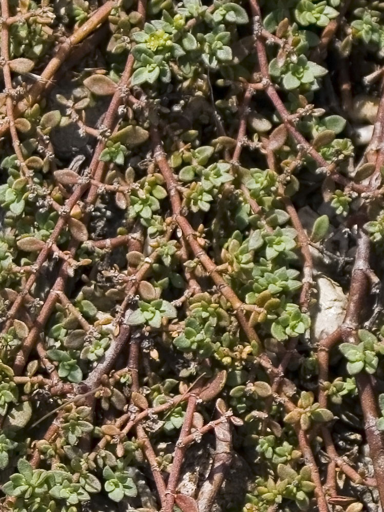 Herniaria glabra / Erniaria glabra